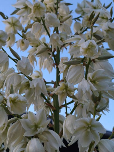 The image captures a cluster of white yucca flowers against a clear blue sky. The flowers are in various stages of bloom, with some fully open, revealing their delicate petals, and others still in bud. The detailed texture of the petals and the green stems are visible. The image appears to be a close-up shot, focusing on the intricate beauty of the flowers. There are no people or other elements present in the frame. The overall impression is one of natural beauty and tranquility. The image was taken in Derschen, Germany.