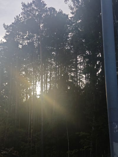 The image depicts a sunlit forest with tall pine trees. The sun is shining through the trees, creating strong rays of light and a lens flare effect. The scene is dense with foliage, suggesting a thick wooded area. In the foreground, on the right side, a light gray cylindrical object, possibly a utility pole, is visible. The lower left corner of the image shows some logs piled up. The lighting and atmosphere suggest it is either early morning or late afternoon. The overall impression is one of natural beauty, with the sun's rays adding a dramatic and somewhat ethereal quality to the forest. No people are visible in the image. The location is identified as "Медик Снт, Russia."