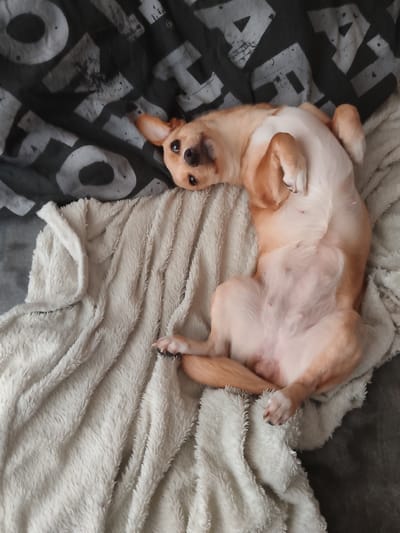 A tan and white chihuahua dog is lying on its back on a soft, fluffy, cream-colored blanket. The dog is positioned on the right side of the frame, with its belly exposed. Its paws are curled up and resting on its chest. The dog's eyes are open and looking towards the camera with a curious expression. Its ears are perked up.
Behind the dog and blanket is a dark gray sheet or blanket with a large, abstract pattern of white letters. The letters appear to be "X" and "O".
The setting appears to be indoors, likely on a bed or sofa, given the presence of blankets and the pattern on the background material. The lighting suggests daytime, but the specific time or weather conditions are not discernible. The overall mood conveyed is relaxed and playful, with the dog appearing comfortable and content.
There is no visible text other than the pattern on the background material.