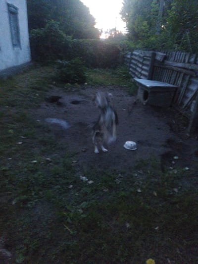 The image depicts an outdoor scene at dusk, likely in the city of Sosnivka, Ukraine. A blurry, medium-sized dog with light and dark fur is standing in the center of the frame, facing away from the camera. To the right of the dog, on the ground, is a white bowl. Behind the dog, there is a wooden fence, and beyond the fence, there is dense foliage and trees. To the left of the scene, a portion of a building with a window is visible. The ground appears to be a mix of dirt and grass. The overall lighting suggests late evening or early morning.