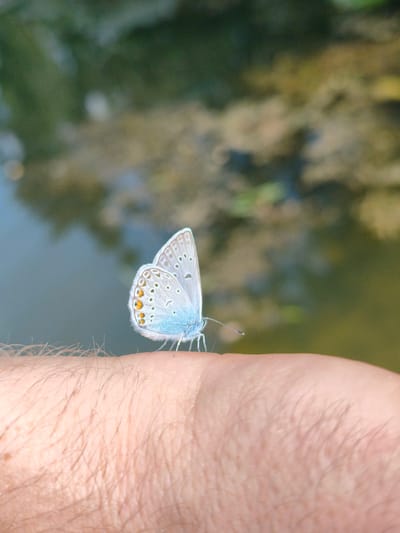 A light blue butterfly with orange-ringed black spots on its wings rests on the hairy skin of a person's forearm. The butterfly's wings are slightly spread, revealing intricate patterns. The background is blurred, showing the muted greens and browns of foliage and a body of water, suggestive of a natural setting in Kyviškės, Lithuania. The focus is on the delicate butterfly and the texture of the skin.