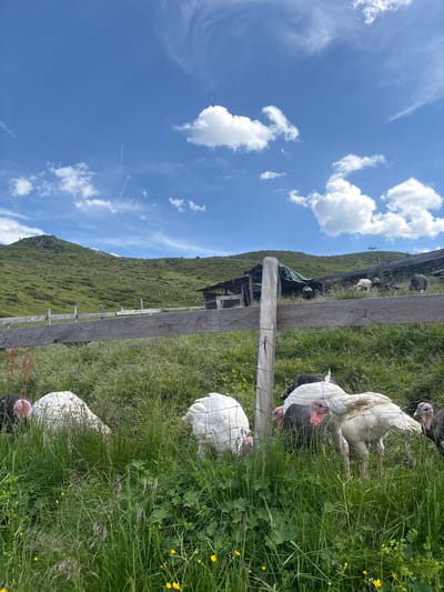 A flock of turkeys, both white and dark-feathered, graze in a lush green pasture bordered by a wooden fence. The fence is constructed with rough-hewn planks and wire mesh. In the background, a green, rolling hillside rises under a bright blue sky dotted with fluffy white clouds. A rustic wooden structure, partially covered by a green tarp, sits on the hillside. The scene appears to be in a rural mountainous area, consistent with the location of Ratschings - Racines, Italy, known for its alpine landscapes. There are no people visible in the image.