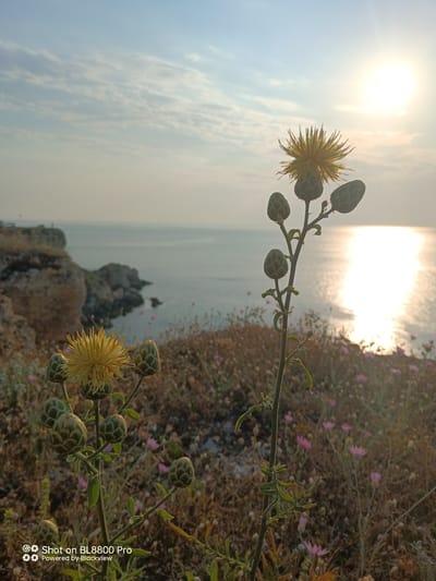 The image depicts a scenic coastal landscape at Kamen Bryag, Bulgaria, bathed in the warm glow of the setting sun. In the foreground, a thistle-like plant with yellow flower heads and developing buds stands prominently. The plant's delicate structure is silhouetted against the bright sky and the shimmering surface of the sea.

Behind the plant, a rugged cliff face juts out into the water, carved by the relentless action of the waves. The sea stretches to the horizon, its surface reflecting the sun's golden rays, creating a path of light across the water. The sky above is a soft blue, with wispy clouds scattered across it, tinged with the orange hues of sunset.

The ground leading up to the cliff is covered in dry, sparse vegetation and small, delicate pink flowers, suggesting a natural, untamed environment. The overall impression is one of tranquility and natural beauty, capturing the essence of a serene evening by the Black Sea. The image also includes a watermark at the bottom left corner that reads "Shot on BL8800 Pro Powered by Blackview."