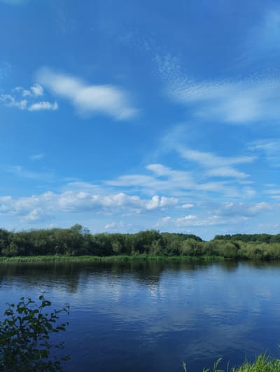 This is a vertical, eye-level, medium shot of a tranquil river scene under a bright blue sky dotted with white clouds. The river occupies the bottom half of the image, reflecting the sky and the lush green trees that line the opposite bank. The trees form a dense, dark green band across the horizon, with varying shades of green suggesting different types of foliage and vegetation. The water is a deep blue with gentle ripples, indicating a calm current. In the foreground on the left, a branch with green leaves juts into the frame from the bottom left corner, adding a touch of detail to the water's surface. The overall impression is one of natural beauty and serenity in an outdoor environment, likely a rural area within Багушэвіцкі сельскі Савет, Belarus, given the context.