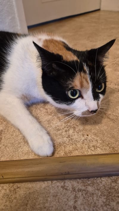 A calico cat with white, black, and orange patches lies on a light brown, textured floor. Its eyes are wide open with green irises and black pupils, and its ears are pointed forward, giving it a watchful expression. The cat's white paw is visible on the left side of the frame, resting on the floor. In the foreground, there is a golden-colored wooden trim. The background shows a light-colored wall. The image does not contain any specific details that would allow for its localization in the city of Miltenberg, Germany.