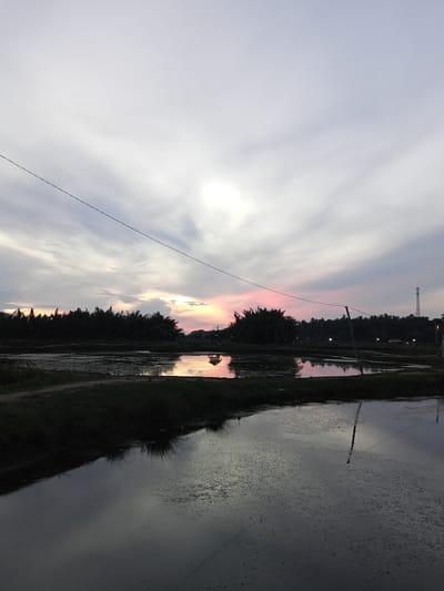 The image depicts a serene natural landscape, likely at dusk, in Rheum Barat, Indonesia. The sky is a canvas of soft, muted colors, with streaks of white and grey clouds. A thin, dark power line stretches diagonally across the upper portion of the frame. Below the sky, a dense line of dark green trees forms a silhouette against the horizon. In the foreground and midground, still bodies of water reflect the subdued light of the sky. These water surfaces appear to be agricultural fields, possibly rice paddies, with some vegetation or debris floating on the surface in the lower right section. A small, simple structure, possibly a hut, is visible in the water in the mid-right, its reflection also cast upon the water. In the far right background, a tall, slender telecommunications tower stands out against the trees. The overall impression is one of tranquility and rural simplicity.