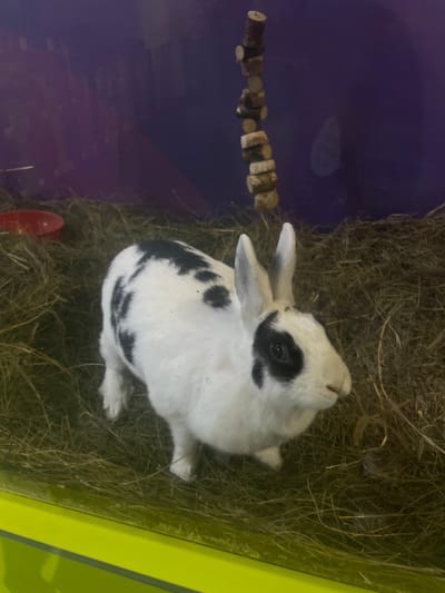 A black and white rabbit is pictured standing in a habitat filled with hay. The rabbit has a predominantly white coat with black patches, including a distinctive black marking around its left eye and scattered patches on its back and hindquarters. Its ears are erect, and it is facing to the right of the frame. Behind the rabbit, the enclosure features a purple background and a string of wooden chew toys hanging from the top. A small red bowl is visible to the left of the rabbit. The foreground is a bright green surface. The image does not provide any information about the city of Kamyshlov, Russia.