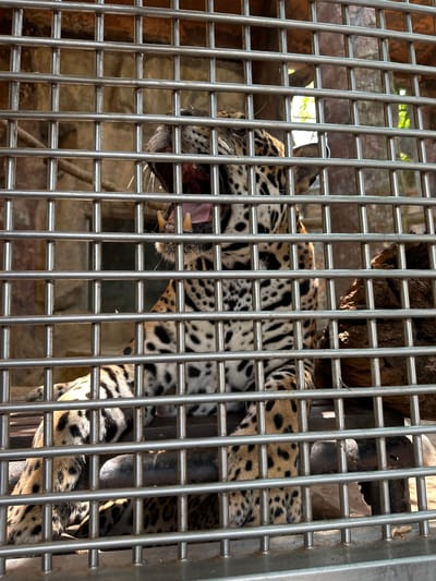 A jaguar is visible behind metal bars, likely a cage or enclosure. The animal is mostly visible with its mouth open, exposing teeth. The surrounding environment appears to be an enclosure with a rocky backdrop. The location is the Khao Kheow Open Zoo, Bang Phra Subdistrict, Thailand.