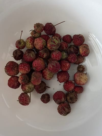 A top-down, slightly angled medium shot captures a pile of small, wild strawberries scattered in a white bowl. The strawberries vary in color from deep red to a mottled greenish-red and some are darker, appearing almost brown, suggesting varying degrees of ripeness or age. Their textures are bumpy and uneven, with visible seeds on some surfaces. A few thin green stems are attached to some of the berries. The white bowl provides a plain background, allowing the focus to remain entirely on the fruit. The lighting is even and bright, casting very soft shadows. No people, animals, or other objects are visible in the frame. The image appears to be a straightforward still life of harvested wild strawberries.