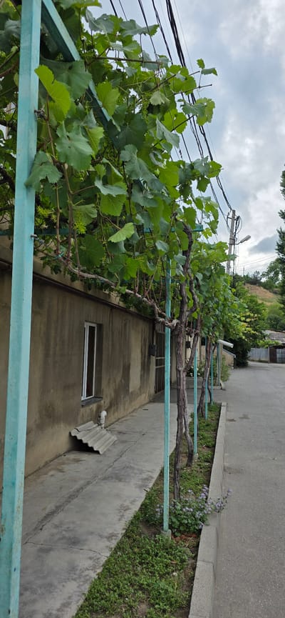 This is a daytime, eye-level, exterior shot of a building facade with a vine-covered trellis extending along a paved walkway. The building's wall is a dull, beige color with some staining and discoloration. A tall, narrow window with a white frame is visible on the left side of the building. In front of the window, on the ground, is a piece of corrugated material, possibly roofing, angled against the wall. The trellis is supported by vertical, light blue metal posts, and the vines are lush with green leaves and small, immature clusters of grapes.

To the right of the walkway, there is a narrow strip of ground covered in green vegetation and small purple flowers, bordered by a concrete curb. Beyond the curb is an asphalt road. In the background, a utility pole with wires is visible, and further back, there are more buildings and a sloping, tree-covered hillside under a cloudy sky.

The scene appears to be in a residential area of Gori, Georgia. There are no people or animals visible in the image. The overall impression is one of an outdoor, semi-urban environment with a focus on the vine-covered structure and the adjacent building.