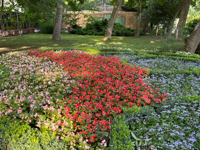 The image depicts a meticulously landscaped garden with a variety of flowering plants and lush greenery, likely a public park or a well-maintained private garden. In the foreground, a vibrant bed of flowers stretches across the frame, divided into distinct sections of color. On the left, a dense planting of light pink begonias is visible, interspersed with smaller, green bushes. Adjacent to this, a larger expanse of bright red begonias forms the central focus, their rich color contrasting with the surrounding foliage. To the right of the red flowers, a carpet of small, delicate purple flowers, possibly Ageratum, covers a significant portion of the garden. Smaller, dark green manicured shrubs border some of the flowerbeds.
In the background, mature trees with textured bark cast dappled shadows on a neatly mowed lawn. Behind the trees, a rustic wooden building with horizontal plank siding and large green-tinted windows is partially visible, suggesting a pavilion or a garden structure. The overall impression is one of order and natural beauty, bathed in natural light. The scene does not contain any people or animals. This garden is likely located within the Sóstó Zoo and Park in Nyíregyháza, Hungary, an area known for its extensive green spaces and recreational facilities.