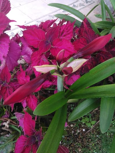 The image displays a close-up, high-angle view of a garden scene in Kamnik, Slovenia, featuring several plants. In the foreground and center, a plant with a thick green stem supports multiple elongated, deep red flower buds, consistent with a plant like an Amaryllis. Lighter green bracts are visible at the base of these buds. Several long, strap-like, dark green leaves emerge from the base of this central plant, extending towards the bottom and right of the frame. Behind and to the left of the central plant, a dense cluster of vibrant magenta and deep purple foliage is visible, characterized by broad, serrated, variegated leaves. The plants are rooted in dark, rocky soil mixed with sparse green grass and small weeds. In the upper left background, a section of light-colored ceramic tile with a dark floral or vine-like pattern is visible, suggesting a paved area adjacent to the garden bed.