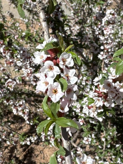 The image depicts a cluster of white flowers with reddish buds and green leaves growing on a branch. The background shows more clusters of similar white flowers. The ground is visible in some areas. The location is specified as the city of Krasnyy Most, Kyrgyzstan.