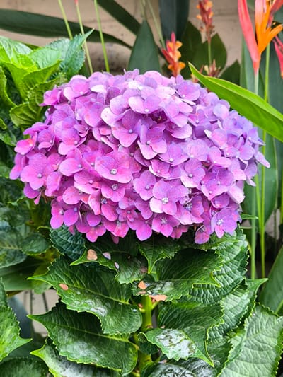 A close-up shot reveals a vibrant, spherical cluster of purple hydrangeas, each petal delicately textured with a lighter center. The flower is nestled amongst a backdrop of green leaves, some displaying minor blemishes. Behind the hydrangeas are other flowering plants with red and orange blooms, and tall, broad green leaves. The photo was taken in Candikuning, Indonesia.