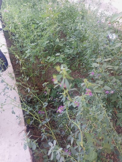 The image depicts a patch of dense, overgrown vegetation, primarily consisting of green plants with small purple flowers. The plants are varied in height and density, with some stems appearing thin and delicate while others are more robust. The foliage is a mix of leaf shapes, some small and oval, others larger and lobed. The ground beneath the plants is covered in soil and fallen leaves.
In the foreground, a light-colored concrete border runs along the left edge of the image, suggesting an outdoor setting like a garden bed or a path. The overall impression is one of natural growth and perhaps a lack of recent maintenance, with plants spilling over the border. There are no people or discernible objects other than the plants and the concrete edge.
The lighting appears to be natural daylight, casting soft shadows, which could indicate it is daytime, possibly morning or late afternoon, given the diffused light. There are no specific weather indicators. The location context of Tahmach, Uzbekistan, is provided externally but not visually evident within the image itself. No text is visible. The scene evokes a sense of quiet and natural abundance.