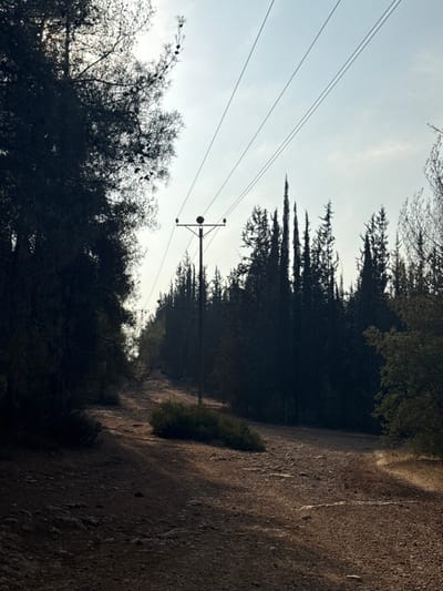 The image displays a forested area with an unpaved dirt road, likely situated within or on the periphery of Modi'in-Maccabim-Re'ut, Israel. The sky is a hazy, light grey-blue, with an obscured light source from the upper left casting long shadows across the ground. On the left side of the frame, a dense wall of dark coniferous trees, possibly pines, dominates the foreground, their upper branches silhouetted against the sky and showing numerous small, dark pine cones. In the central mid-ground, a dark brown wooden utility pole stands prominently, featuring a crossarm supporting insulators and at least two visible overhead power lines. These lines extend horizontally across the upper portion of the image and recede into the distance, connecting to a second, less distinct pole further along the path. To the right of the primary utility pole, a thick stand of tall, slender, dark coniferous trees, consistent with cypresses, rises vertically against the sky. The wide dirt road, composed of reddish-brown earth and scattered rocks, shows evidence of heavy use and appears to fork in the mid-distance, with one path continuing straight and another branching slightly to the right. Sparse green bushes are present on the road surface and along its edges. No individuals, animals, or vehicles are depicted.