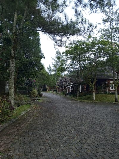 This image depicts a paved, herringbone-patterned cobblestone road curving slightly to the right, observed from a low angle. The scene is located in Weintiapa, Liberia. The road is bordered by dense vegetation on both sides, including various trees, shrubs, and ground cover. On the left, a tall, moss-covered tree trunk stands prominently near the foreground, partially obscuring a building with a white-framed window. Further down the left side, lush green and purple foliage is visible.

To the right of the road, a row of multiple rustic, dark-stained log-style cabins or houses with dark shingled roofs and light-colored window frames are visible, receding into the distance. Each structure features a distinctive gable roofline. Several deciduous and coniferous trees with green leaves and needles are interspersed throughout the scene, some overhanging the road, contributing to a generally overcast and shaded environment. No individuals are present, and no discernible actions or interactions are occurring. The sky, visible through the tree canopy, appears bright but overcast, indicating diffuse lighting. The ground, including the cobblestone road, appears somewhat damp.