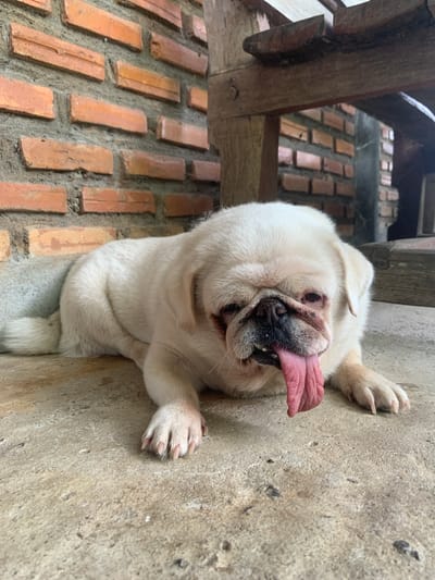 A pale fawn pug dog lies on a concrete surface with its long, pink tongue hanging out. The dog is positioned in front of a brick wall and beneath a wooden structure. The environment appears to be an outdoor area in Ban Nong Yao, Thailand, characterized by the rustic construction of the wall and overhead shelter. The lighting suggests it is daytime. The dog's posture indicates it might be resting or panting.