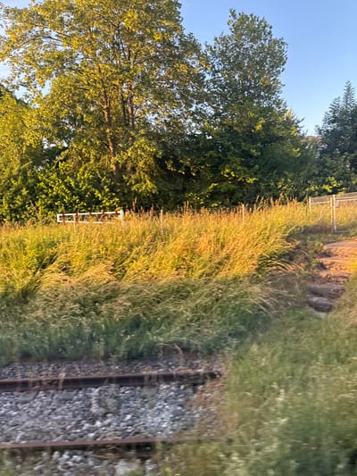 The image captures a serene landscape featuring a railway track bordered by lush vegetation, bathed in the warm light of late afternoon or early evening. The scene is presented from a slightly elevated perspective, looking along the length of the track.
In the foreground, a single railway track is visible on the right, comprising dark metal rails resting on wooden sleepers set into grey ballast. The track is flanked by a dense growth of tall grass, which dominates the midground. This grass displays a rich variety of green and golden hues, with the sunlight catching its individual blades and creating a textured, almost painterly effect.
To the left of the grassy expanse, a line of mature trees forms a verdant backdrop, their leaves vibrantly green and partially illuminated by the golden sunlight filtering through the canopy. Among these trees, a distinct white barrier marked with red stripes stands upright, appearing as a marker or a small fence section adjacent to the tracks.
Above the tree line on the left, a clear, bright blue sky is visible, indicating fair weather. In the far background on the right, beyond the primary grassy area, there are hints of further vegetation, possibly some distant trees or bushes, and slightly elevated ground.
No people or animals are visible in the scene, and there is no explicit activity taking place, lending a peaceful and static quality to the image. The only patterned detail resembling signage is the white and red striped barrier; no textual information is discernible. The overall atmosphere evokes a sense of calm and natural beauty, highlighting the contrast between the man-made railway infrastructure and the surrounding untamed greenery.
