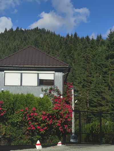 The image shows the exterior of a modern house situated at the edge of a dense coniferous forest. The house has a gray, patterned facade and a dark brown tiled roof. Three horizontal windows are visible on the upper floor, all covered by white roller shutters. A portion of one shutter is partially open, revealing a dark interior. A climbing rose bush with abundant red flowers is growing up the side of the house and along a white pole. In front of the house, there is a black metal fence. Behind the fence, evergreen bushes and more rose bushes are visible. Two white spherical lights are mounted on the evergreen bushes. The background is dominated by a wall of dark green coniferous trees. The sky above is blue with scattered white clouds. In the foreground, a dark gray driveway or ground surface is visible, with two white and red striped traffic cones placed near the fence. The scene appears to be located in a rural or semi-rural area, likely in or near the city of Borșa, Romania, given the presence of dense forests common in the region. No people are visible in the image.