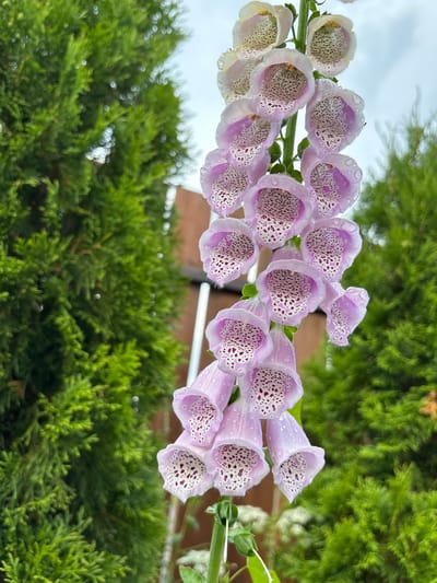 A close-up shot captures a spray of pale purple foxglove flowers, their bell-shaped blossoms dotted with dark purple freckles. Water droplets cling to the petals, suggesting recent rain or dew. The flowers are angled upwards, with a blurred background of lush green foliage, likely evergreen trees, indicating an outdoor setting. Above the flowers, a pale, overcast sky is visible. The overall impression is one of natural beauty and freshness, with the soft focus on the background drawing attention to the delicate details of the foxgloves. The time of day appears to be daytime, given the natural light. There is no visible text in the image. The location context is Kiskelovo, Russia.