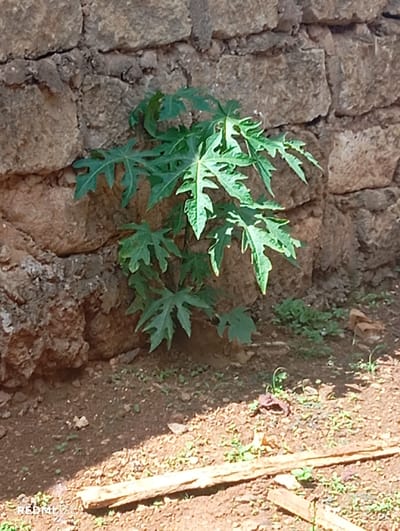 The image displays a young plant, characterized by its prominent, multi-lobed green leaves consistent with a papaya sapling, growing at the base of a stone wall. The wall, constructed from irregularly shaped, rough, light brown and grey stones, spans the background. The ground consists of reddish-brown, dry soil, sparsely dotted with small green sprouts and minor debris. In the immediate foreground, two weathered, light-colored wooden fragments lie horizontally. To the right of the plant, a crumpled, dark reddish-brown object rests on the soil. Strong sunlight illuminates the scene, casting distinct shadows on the ground and partially shading the plant. No individuals are present, and no actions or interactions are depicted. The location is Nkomo ward, Kenya.