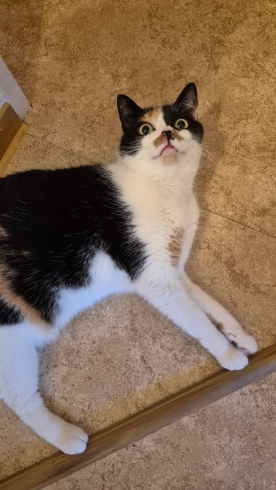 A calico cat is lying on a tiled floor, looking upwards with a surprised expression. The cat has patches of black, white, and orange fur. Its eyes are wide open, and its mouth is slightly ajar, revealing a pink tongue. The floor is made of large, beige tiles with a speckled pattern. A thin, wooden trim runs diagonally across the bottom right of the image. The lighting suggests an indoor environment. The image does not contain any information to determine its location in Miltenberg, Germany.