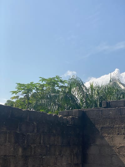 A low-angle, outdoor, vertical shot captures a rough, dark gray cinder block wall filling the bottom half of the frame. The wall exhibits rough texture and is built from irregularly stacked blocks. Above the wall, the top half of the image shows lush green foliage of various trees, including a papaya tree in the center, with its distinctive palmate leaves. Palm fronds are visible to the right, and other dense green vegetation fills the background. The sky above is a clear, bright blue with a few wispy white clouds scattered across it, particularly on the right side. A sharp, dark shadow, cast by an unseen object, cuts diagonally across the right side of the wall from the top edge downwards. The scene suggests a warm, sunny day in a tropical or subtropical environment, potentially a residential area in Bali, Nigeria, given the types of vegetation and construction.