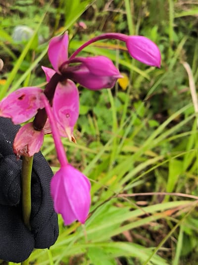 The image shows a close-up of a cluster of pink flowers with dark stems, held by a hand wearing a black glove. The flowers are in various stages of bloom, with some fully open and others in bud. The background is a blur of green foliage, suggesting an outdoor setting, possibly a garden or natural environment. The image lacks any clear indicators of its specific location within Bintangpermata, Indonesia, or any discernible human activity beyond the person holding the flowers.