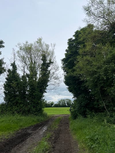The image displays a rural landscape in Curtistown, Ireland, under an overcast sky. A muddy dirt track, deeply rutted with tire impressions and containing standing water, occupies the foreground, flanked by green grass and vegetation. To the left, a cluster of deciduous trees, heavily draped and intertwined with ivy, presents a mix of bare branches and sparse green foliage. To the right, a dense mass of broad-leaved trees and undergrowth forms a thick, verdant wall. The track opens directly onto a brightly lit, expansive green agricultural field in the midground. A distinct line of trees is visible on the distant horizon, beneath a uniformly light grey, cloudy sky. No human figures, animals, or artificial structures are present.