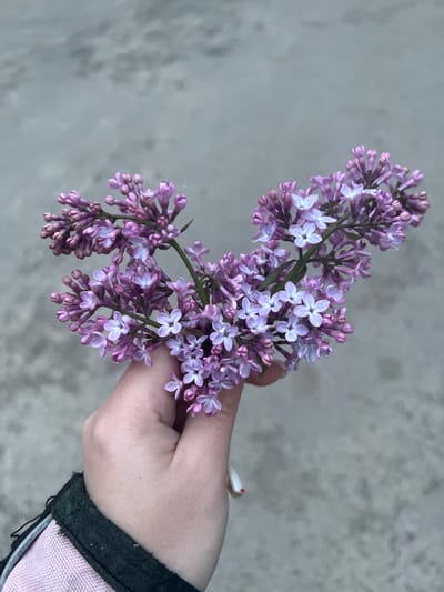 A hand holds a cluster of purple lilacs against a gray, indistinct background. The hand is pale-skinned and part of a sleeve is visible, appearing to be black leather trim on a pink fabric. The flowers are in various stages of bloom, with some still in bud and others fully open, revealing a light purple to white color. The location is presumed to be Cherliany, Ukraine, although this is not apparent from the image itself. No specific actions or interactions are visible beyond the holding of the flowers.