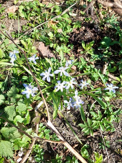 The image captures a cluster of Glory-of-the-Snow (Scilla luciliae) flowers in a garden setting. The flowers are characterized by their pale blue petals with a white center and a bright yellow stamen. The surrounding vegetation consists of various green plants and grasses, suggesting a natural or cultivated garden environment. There are also dry twigs and leaf litter scattered throughout the scene. The location is assumed to be Ganderkesee, Germany. No people, animals, or explicit activities are visible in the image.