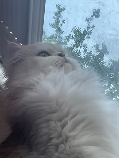 A fluffy, light-colored cat is positioned in the foreground of the image, looking upwards and to the right. Its fur is abundant and soft. The cat's eyes are open and appear to be green. Behind the cat, a window shows a blurry view of trees with green leaves against a light, possibly overcast sky. The overall scene suggests the cat is indoors, looking out of a window. The location is identified as Staffanstorp, Sweden.
