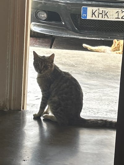 The image captures a scene in Dasaki Achnas, Sovereign Base Areas of Akrotiri and Dhekelia. In the foreground, a domestic tabby cat with a grey-brown striped coat is seated upright on a dark, reflective indoor floor, positioned within a doorway threshold. The cat is oriented towards the viewer, with its front paws together and its striped tail extended along the floor behind it. Through the doorway, an outdoor concrete or paved surface is visible under daylight. An orange-colored domestic cat is observed lying prone on this exterior surface in the mid-ground. In the background, a black vehicle is parked. Visible elements of the vehicle include its front bumper, a lower grille section, and a circular fog light on the left side. A Cypriot license plate, bearing the partial identification 'CY KHK 12', is mounted on the vehicle's front.