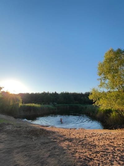 A lone person is swimming in a calm lake, creating ripples on the water's surface. The sun is setting, casting a warm glow over the scene and illuminating a lush green tree on the right side of the image. A sandy beach with tire tracks is in the foreground, leading down to the water's edge. Tall reeds line the far bank of the lake, and a dense forest of trees forms the background. The sky is clear and blue, indicative of pleasant weather. The overall atmosphere is serene and peaceful, suggesting a moment of solitary enjoyment in nature during the late afternoon or early evening. There is no visible text in the image.