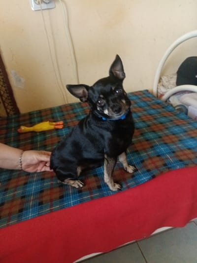 A small black dog with tan markings is sitting on a blue and red plaid blanket. The dog is wearing a blue collar. To the left of the dog, a human hand with a bracelet is visible. Behind the dog, a yellow rubber chicken toy is lying on the blanket. The background is a light-colored wall with an electrical outlet and a white cable. A white metal bed frame is partially visible on the right side of the image. The scene appears to be indoors, possibly in a bedroom or living area. There is no information in the image to suggest the location is in the city of Voskresenskiy, Russia.