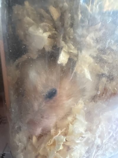 This is a close-up, slightly out-of-focus, internal view of a transparent container, likely a plastic bag or terrarium, filled with shredded wood or paper bedding. The bedding is a light tan color with some areas appearing whiter and others darker, possibly due to moisture or decay.
The primary subject is a small, light-colored animal, likely a rodent such as a hamster or gerbil, partially obscured by the bedding. A dark, circular marking is visible on the animal's fur, near what appears to be its eye or face. The animal seems to be resting or burrowing within the bedding.
The scene is enclosed and appears to be indoors, given the artificial lighting implied by the brightness and lack of natural shadows. There are no clear cues about the time of day or weather conditions. The setting is a confined habitat for a small pet.
There is no discernible text within the visible portion of the image, except for a small, partial label with "H" on the bottom right corner which is too indistinct to read. The overall impression is one of a pet's enclosure, focusing on the animal within its environment. The shallow depth of field and the material of the container create a somewhat obscured and intimate view of the animal and its bedding.