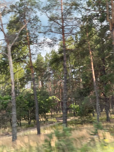The image depicts a blurred view of a dense forest, likely captured from a moving vehicle. Tall, slender pine trees dominate the scene, their trunks varying in thickness and color from light brown to dark gray. The canopy of the trees is lush and green, with patches of sky visible through the branches. The ground is covered with dry grass and vegetation, appearing golden and brown in the sunlight. The overall impression is one of a natural, untouched landscape. The location is identified as Makalevychi, Ukraine. There are no people or discernible actions taking place in the image.
