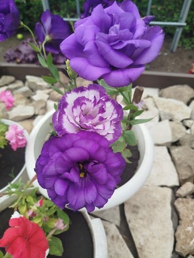A high-angle medium shot captures a close-up view of several purple Eustoma flowers in white pots, set against a backdrop of rough, light-colored stones and greenery. In the foreground, a deep purple Eustoma bloom is prominently featured, with its petals slightly unfurled and a hint of yellow in its center. Above it, another Eustoma exhibits a white center with purple edges, its petals meticulously layered. Further up, a larger, vibrant purple Eustoma flower dominates the upper portion of the frame. Scattered around the pots are smaller pink and red flowers, adding touches of contrasting color. The scene appears to be an outdoor setting, possibly a garden or patio, characterized by the natural stone arrangement and the presence of potted plants. The image was taken in Chupayevo, Russia.