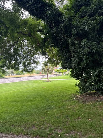 The image depicts a well-maintained park area in Kreuzlingen, Switzerland. In the foreground, a lush, green lawn covers a gently sloping ground. To the left, the branches of a large tree, covered in ivy, extend downwards, partially obscuring the sky. To the right, another dense, leafy tree dominates the frame, its dark green foliage casting shadows.

In the mid-ground, a low, light-colored stone wall with a gravel path behind it runs horizontally across the scene. Beyond the wall, a field of tall grass or reeds is visible, with some scattered trees and structures in the distance. A solitary palm tree stands on the lawn to the right of the wall, its fronds fanned out. The sky above is overcast, creating a diffused light. The overall impression is one of a serene and verdant outdoor space.