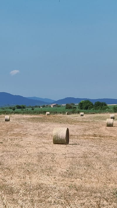 In a dry, sunlit field, several large, cylindrical hay bales are scattered across the ground. The bales are golden brown and appear to be freshly harvested. In the background, a line of green trees and vegetation separates the field from a range of low, blue mountains. A few scattered buildings are visible amongst the trees. The sky is a clear, bright blue with a few wispy white clouds. The image appears to be taken in Navata, Spain, during a warm, dry season, likely late summer or early autumn. There are no people or animals visible in the scene.