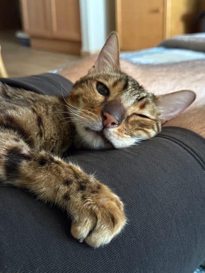 A close-up, eye-level, portrait-oriented shot captures a tabby cat lounging on dark fabric, with one eye closed and its head resting on a person's leg. The cat's fur displays a pattern of brown and black stripes and spots. Its right ear is alert, while its left ear is slightly turned. The cat's nose is pink, and its whiskers are white. The background is blurred, showing a hint of a wooden cabinet and a bed. The scene appears to be in a domestic setting, possibly a bedroom or living room, in Foia L'om, Spain.