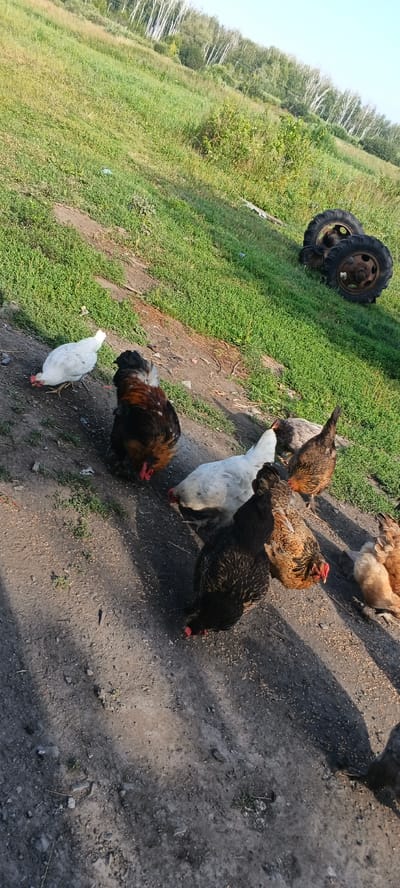 A flock of chickens is gathered on a dirt path in a grassy, rural area, possibly on the outskirts of Chernyavskii, Russia, given the presence of birch trees in the background. The chickens, some of which are white and others are brown and black, appear to be foraging for food scattered on the ground. In the upper right corner of the image, two weathered tractor tires are visible, suggesting a farming or agricultural setting. The ground is a mixture of soil and sparse vegetation, with shadows indicating the sun is casting light from the left. The overall scene depicts a simple, outdoor rural environment.