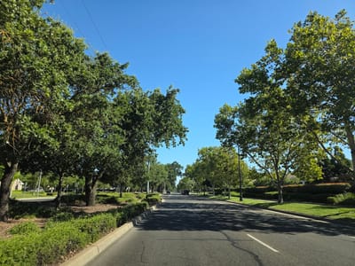 The image depicts a street scene in Elk Grove, United States of America. The perspective is from the driver's seat of a vehicle, looking down a paved road lined with lush green trees and manicured bushes. The sky is clear and blue, indicating fair weather. The road has lane markings and is free of visible pedestrians. Several vehicles are present in the distance, suggesting moderate traffic. The overall environment appears to be a residential or suburban area, characterized by well-maintained landscaping and houses visible behind the foliage. The sunlight casts shadows from the trees onto the road.