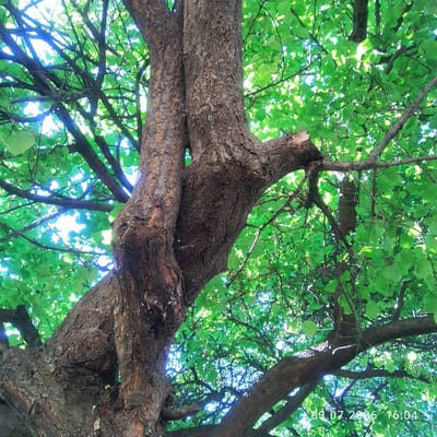 The image is a low-angle shot looking up through the canopy of a mature tree. The tree has a thick, gnarled brown trunk with deeply fissured bark. Two main trunks are visible, twisted around each other. The branches are covered in abundant green leaves, with sunlight filtering through, creating bright highlights and dappled shadows. A broken branch is visible in the upper left. A timestamp in the lower right corner reads "03.07.2026 16:04". The scene appears to be outdoors in a natural setting, likely a park or garden, given the tree's size and lush foliage. The image does not contain any people, and no specific urban features identifiable to Асан-Чек, Kyrgyzstan are present.