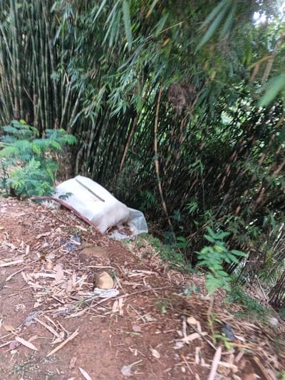 A slightly tilted shot shows a cluttered natural setting. Bamboo stalks rise vertically, creating a dense background. Lush green foliage fills the top right corner, with some greenery near the bottom left. In the foreground, the ground is covered with brown leaves and dirt. A white object, possibly plastic or a container, rests on the ground, partially obscured. A rock and some scattered debris are also visible.