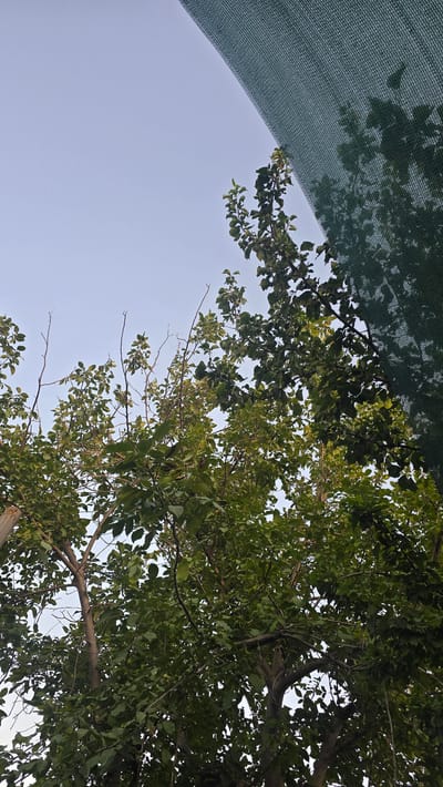 An outdoor, low-angle, medium shot captures a tree with green leaves against a light blue sky, partially obscured by a dark green mesh fabric casting a dappled shadow. The scene appears to be a residential area within TashGRES, Uzbekistan. The tree's branches and leaves are the primary focus, with the mesh fabric creating a diagonal line across the upper right portion of the frame. No people or animals are visible in the image, and no discernable actions or interactions are taking place. The environment is characterized by natural elements and a man-made structure (the mesh fabric).