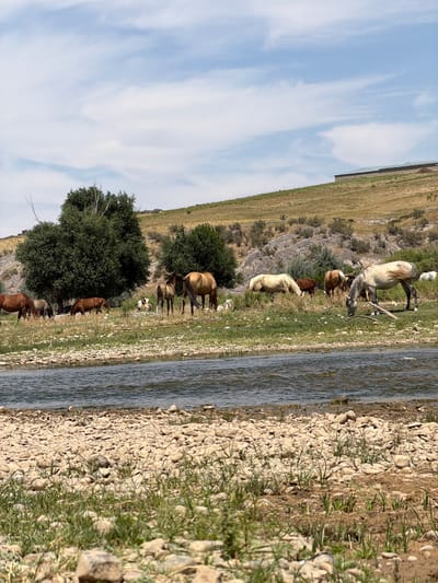 The image depicts a herd of horses grazing on a grassy bank next to a shallow river. The landscape is semi-arid, with dry, brown hills in the background, dotted with sparse vegetation. A large green tree is visible on the left side of the frame, and several smaller bushes are scattered throughout the scene. The sky is partly cloudy, with patches of blue sky interspersed with white clouds. In the far background, on top of the hill, there is a long, low building with a green roof. The river flows from left to right, and its banks are lined with smooth, grey and brown stones. The horses are of various colors, including brown, white, and light tan. Some are standing and grazing, while others are lying down. One horse, a light-colored one on the right, is facing the camera and appears to be drinking from the river.