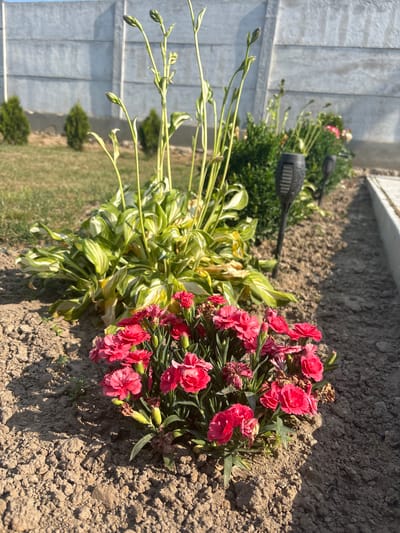 The image depicts a close-up view of a flowerbed in a yard, possibly located in Skidzieĺ, Belarus. In the foreground, a cluster of vibrant pink carnations is in full bloom, with some wilted petals visible. Behind the carnations, a hosta plant with variegated green and white leaves is present. Two black solar-powered garden lights are partially visible amidst the foliage. In the background, a row of small evergreen trees stands in front of a light gray concrete fence. The ground is covered with dry soil and sparse grass. The scene is bathed in sunlight, casting shadows on the ground.