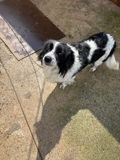 A black and white dog stands on a light grey concrete surface with its head tilted upwards towards the camera. The dog's body stretches from the upper left to the upper center of the image. A dark rectangular metal plate is located to the left of the dog. A thin metal chain runs across the concrete, from left to right, and diagonally across the bottom center of the image. Shadows are cast on the concrete from the upper right, indicating sunlight. The setting may be in Sadievo, Bulgaria, though this cannot be verified from the image alone.